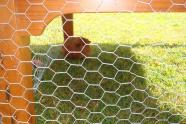 Fuzznut in his new hutch.